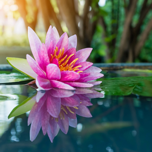 Ayurveda