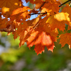 Accompagner le processus du deuil en utilisant les (...)