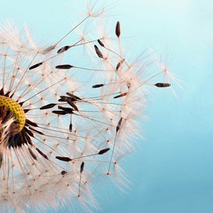 Améliorer la santé par l'hypnose et les thérapies brèves (...)