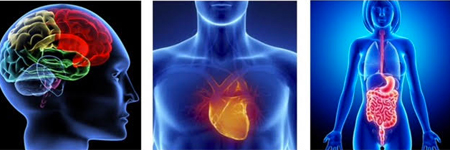 Atelier : Utilisation des 3 cerveaux : Le coeur, la (...)