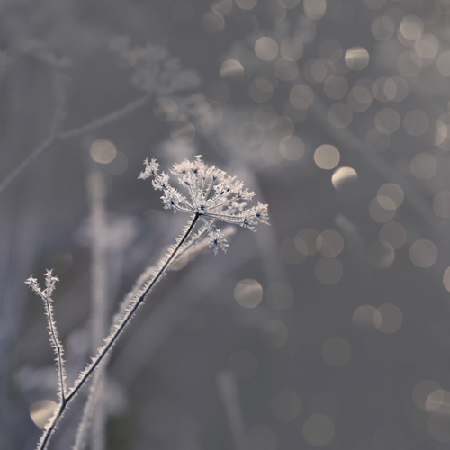 Étonnante fragilité